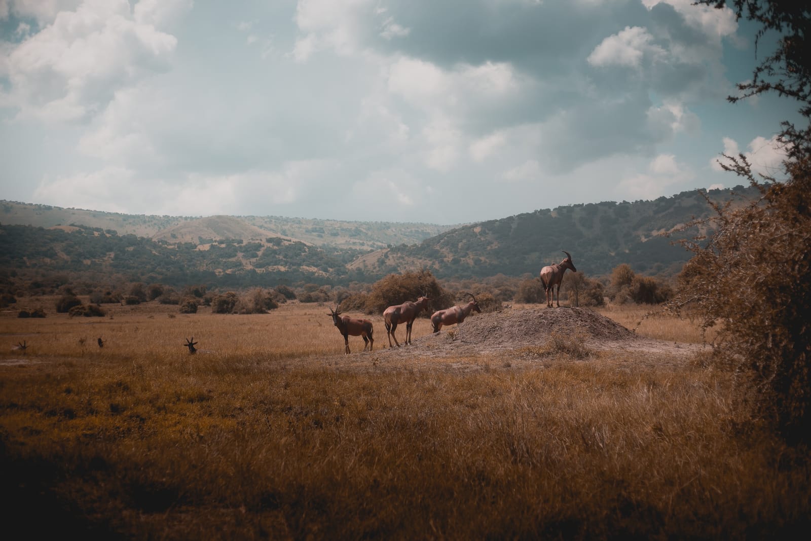 Open savannah grassland stretching to the hills in Akagera National Park
