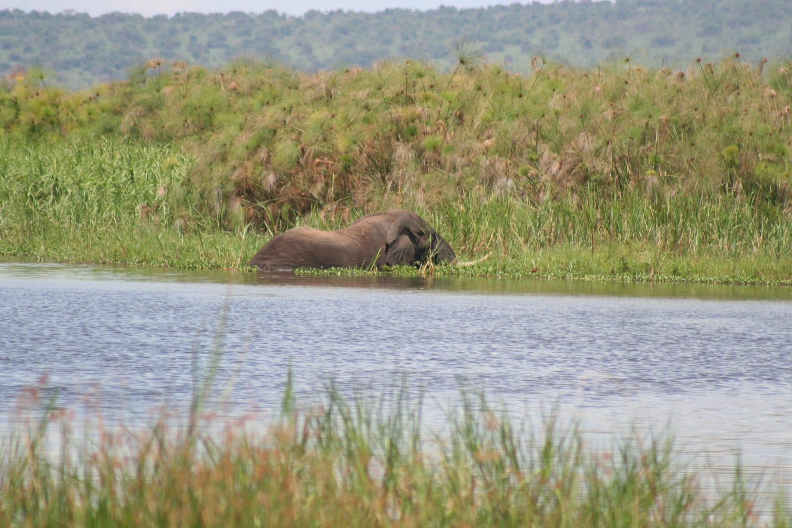 An elephant standing in the shallows of a lake in Akagera National Park