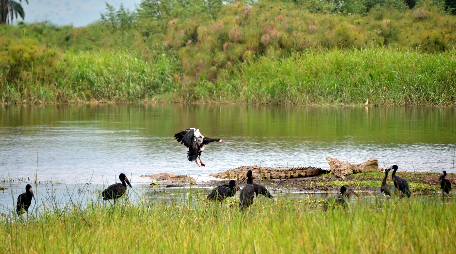 Reed-fringed lake shore in the southern sector of Akagera National Park