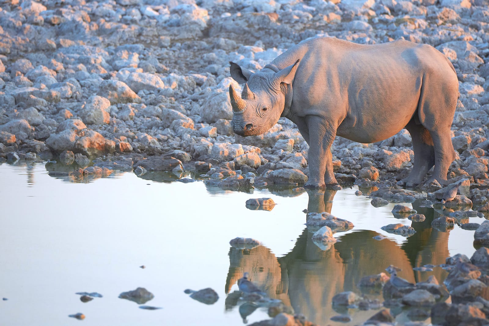 A black rhinoceros in golden evening light on the African savannah