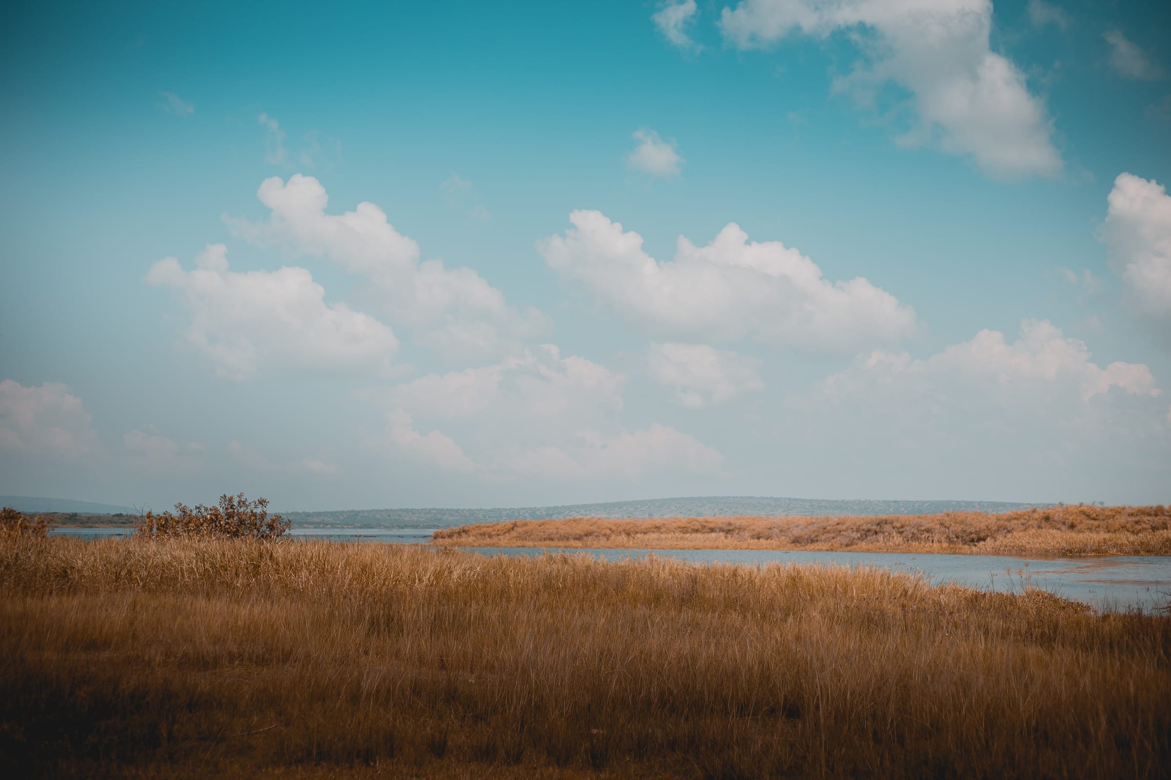 Golden savannah grass and a lake in Akagera National Park, Rwanda