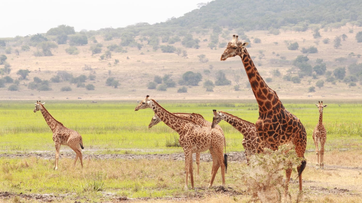 Giraffes gathered under an acacia in Akagera National Park