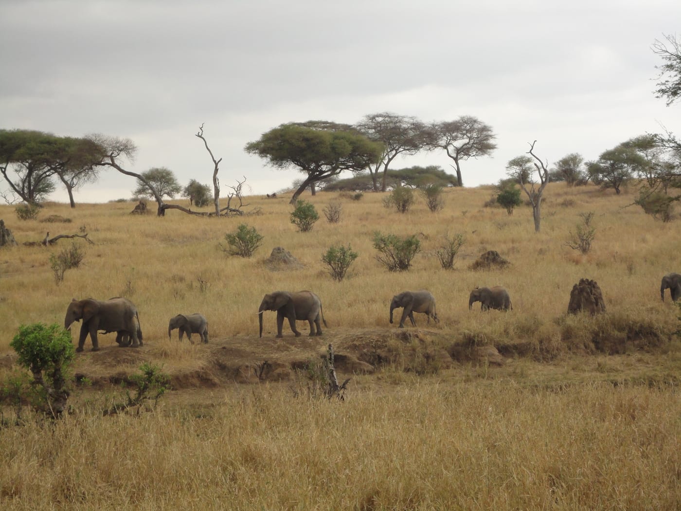 A herd of elephants crossing open grassland in Akagera National Park