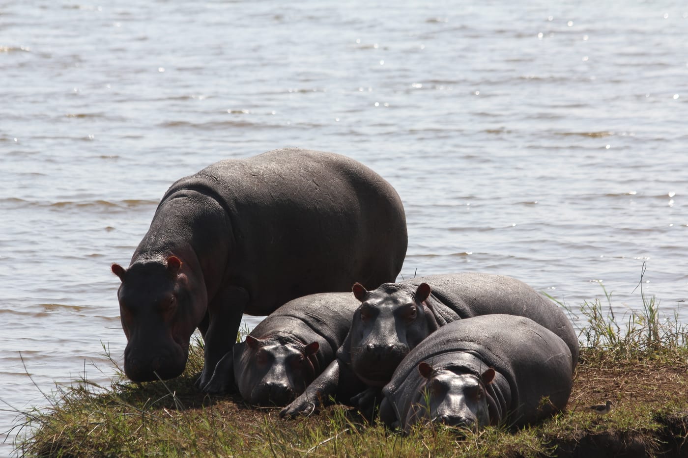 Hippos resting on the shore of a lake in Akagera National Park