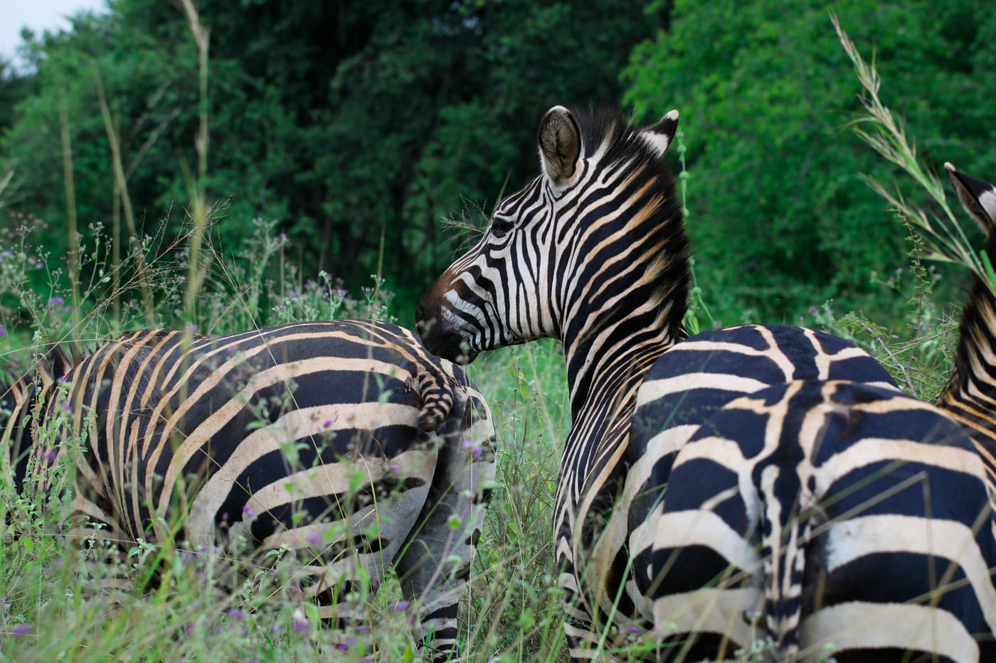 Zebras standing together in the grasslands of Akagera National Park