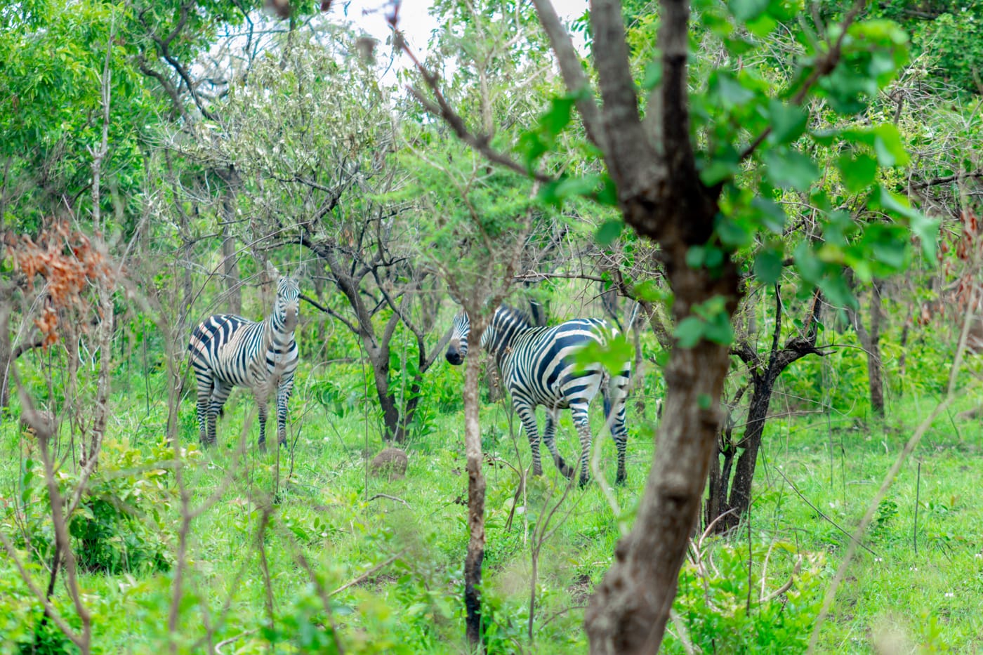 Zebras grazing in green grassland in Akagera National Park, Rwanda