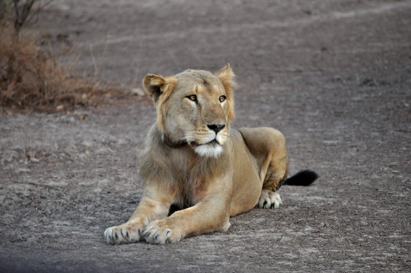 A lion resting in golden savannah grass under acacia trees